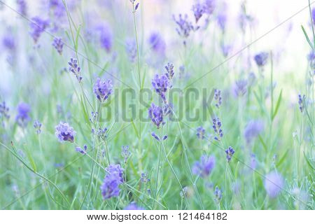 Lavender in flower