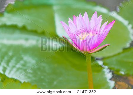 Lotus Flower