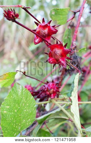 Roselle Flowers