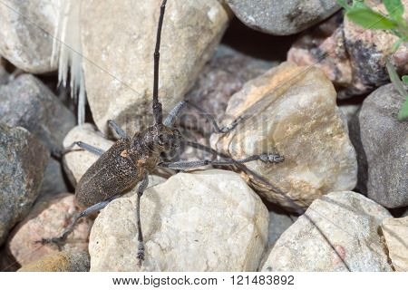 Beetle With Long Antennae