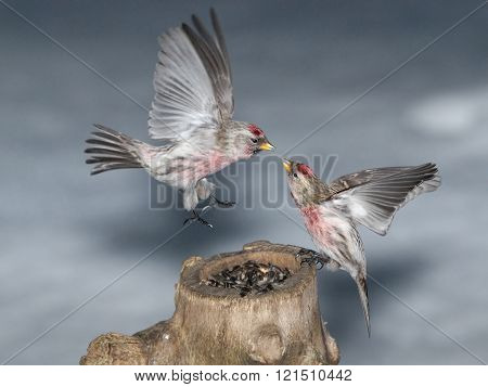 Battle Of Two Redpolls On The Feeder