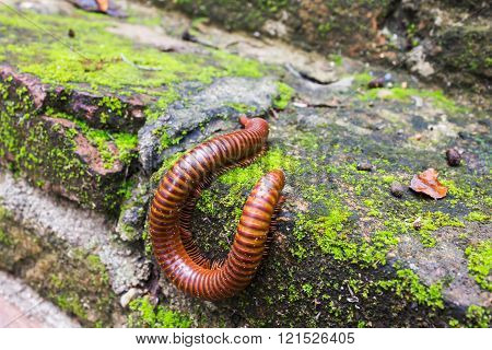 millipede or millepede eating mosses