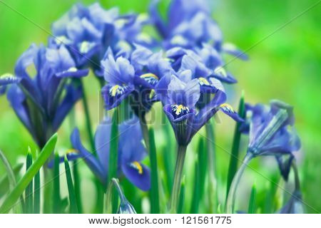 Iris Reticulata