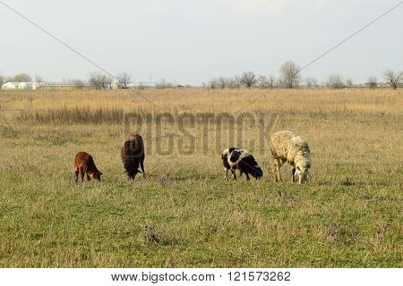 Sheep in the pasture. Grazing sheep herd in the spring field near the village. Sheep of different breeds.