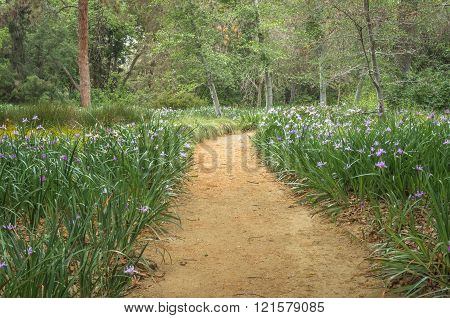 Serene Pathway
