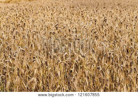 Agricultural Field On Which Grow Up Cereals Wheat, Belarus, Ripe And Yellowed Cereals, Small Depth O