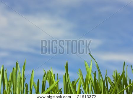 Spring Nature Background With Grass And Blue Sky
