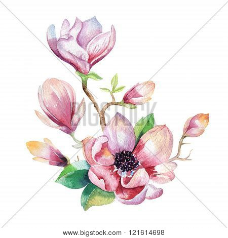 Painting Magnolia Flower. Hand Drawn Watercolor Floral
