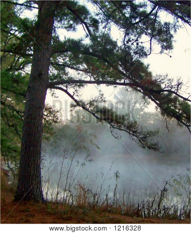 Therisingfog