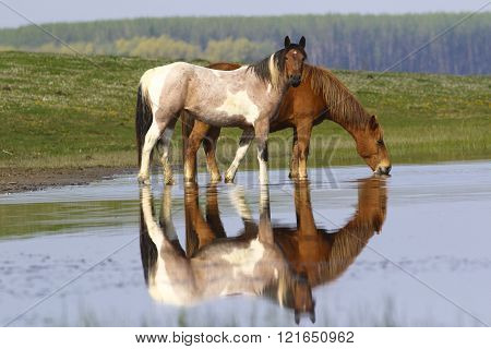 Two Wild Beautiful Horses Drinking Water