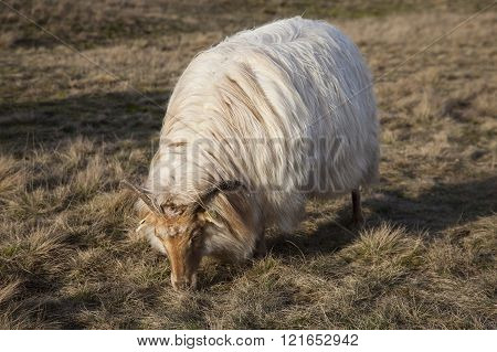 grazing sheep on the moor near Zeist and utrecht in the netherlands