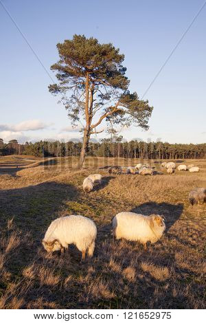 Flock Of Sheep On The Moor Near Zeist And Utrecht In The Netherlands