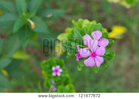 Little pink flowers in the green garden
** Note: Shallow depth of field