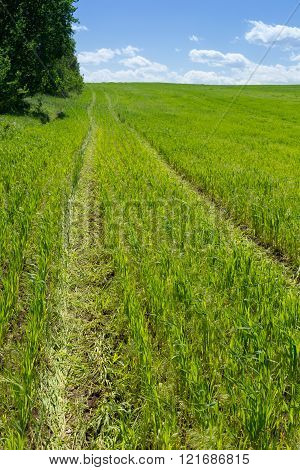 Tire tracks in a field of wheat along a row of trees side view young green shoots of wheat on a sunny cloudy day
** Note: Shallow depth of field