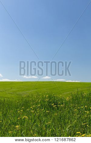 Yellow meadow flowers on a background of green wheat fields and blue sky