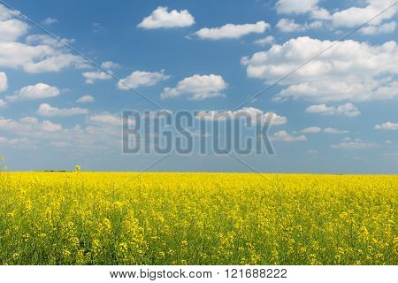 Rape field under the blue sky on a sunny day