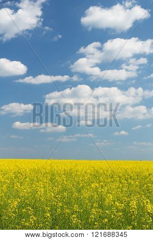 Rape field under the blue sky on a sunny day