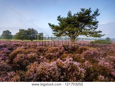 Westleton Heath
