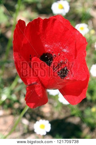 Poppy flower in chamomile background under sunlight in Spring time