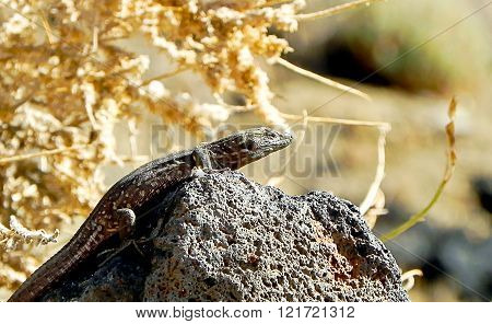 Lizard