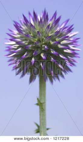 Heyecan çiçek
