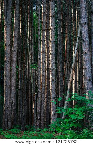 Pine Tree Forest. Vertical Nature Background with Copy Space.