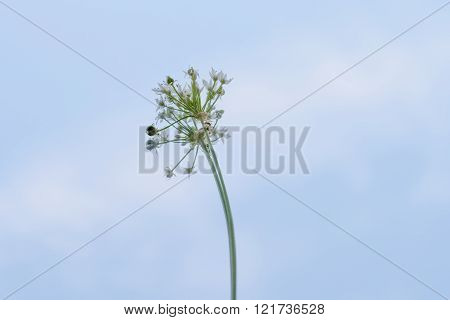 Garlic chives flowers