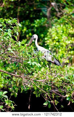 Asian Openbill