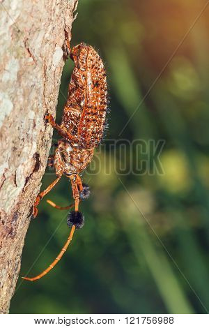 Buprestis Beetle
