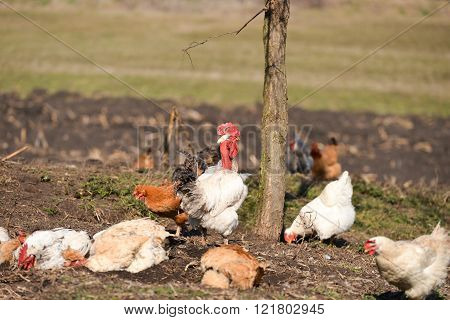 Rooster Near Hens Having A Dust Bath On A Warm Day