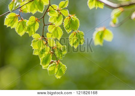 Fresh green background with leaves.