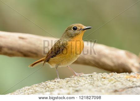 beautiful female hill blue flycatcher (Cyornis banyumas) possing
