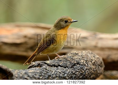 beautiful female hill blue flycatcher (Cyornis banyumas) possing