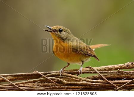 beautiful female hill blue flycatcher (Cyornis banyumas) possing