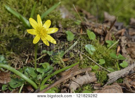 Lesser Celandine