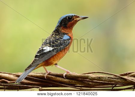 beautiful male white-throated rock-thrush in Thai forest