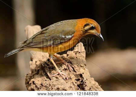 beautiful female Orange-headed Thrush (Zoothera citrina) in Thailand