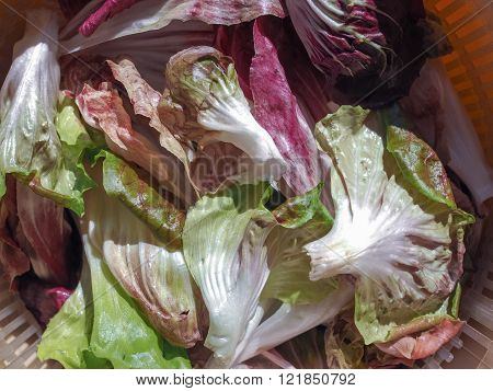 Red And Green Lettuce