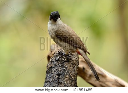 beautiful Sooty-headed Bulbul (Pycnonotus aurigaster) resting in branch