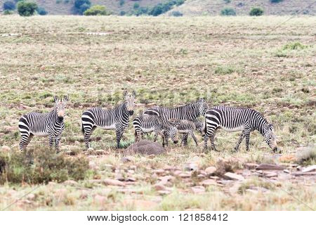 A herd of wet mountain zebras on a gloomy day in the Mountain Zebra National Park near Cradock in South Africa