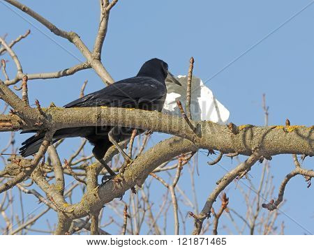Rook (Corvus frugilegus) with a piece of paper on the balsam poplar (Populus balsamifera)