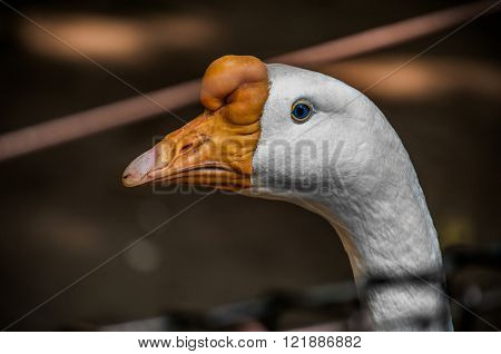 A close up shot of a blue eyed goose