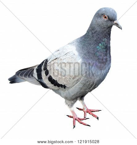 One common grey pigeon side view isolated on a white background.