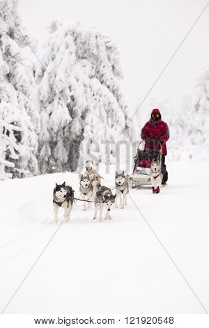 sledge dogging, Sedivacek's long, Czech Republic