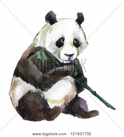 Giant panda with bamboo watercolor illustration isolated on white background