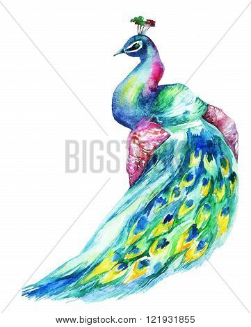 Watercolor hand painted peacock isolated on white background