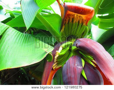 bananas in the palm tree of a exotic island