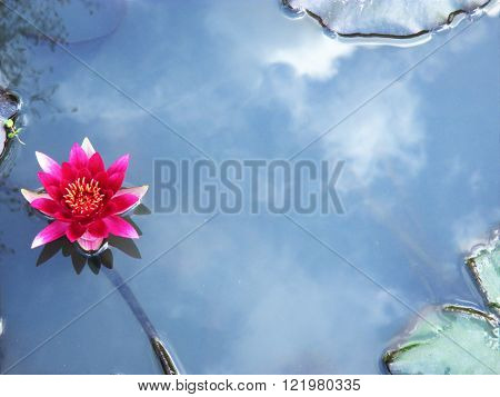 pink lotus flower on a lake in a japanese garden