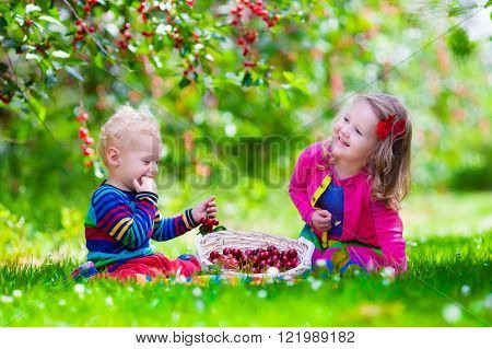 Kids picking cherry on a fruit farm. Children pick cherries in summer orchard. Toddler kid and baby eat fresh fruit from garden tree. Girl and boy eating berry in a basket. 
** Note: Shallow depth of field