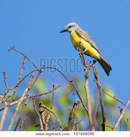 Tropical Kingbird (Tyrannus melancholicus) perched on a branch
